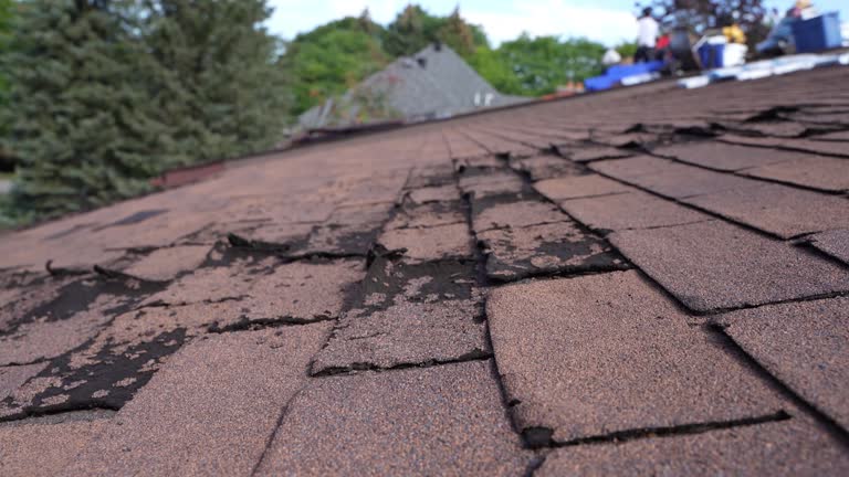 Roof Moss and Algae Removal in Sellersville, PA